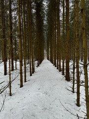winter forest in the snow