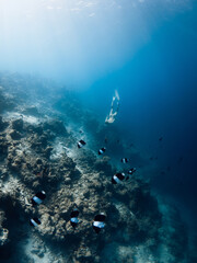 Woman dives on deep in tropical sea. Freediver girl swims underwater with tropical fishes