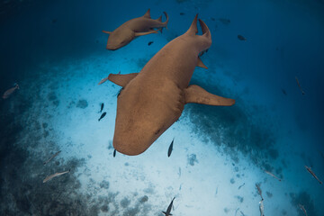 Nurse sharks swims  in tropical ocean. Sharks in Maldives