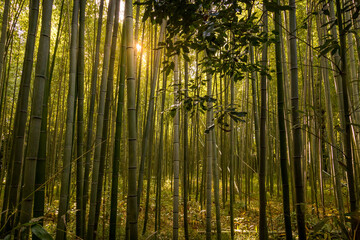 bamboo forest in sunset