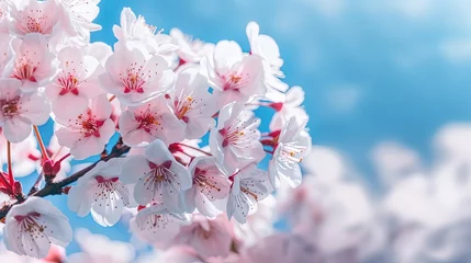 Poster pink magnolia flowers in spring © Umme
