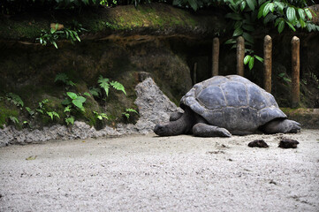 lazy turtle