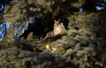 Owl, Hibou, moyen duc, cadré à droite, hiver, solo, horizontal