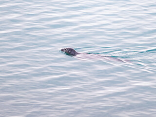 Robbe Schwimmt im Gletscherregion in Island