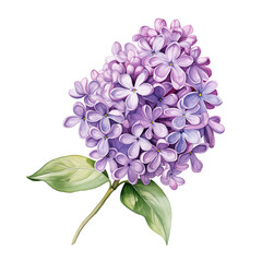 Fototapeta premium lilac flower isolated on white background. beautiful watercolour style illustration