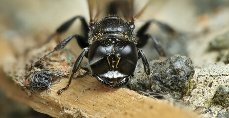 Crossocerus wasp tiny black wasp