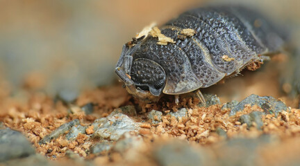 Common rough woodlouse