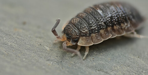 Common rough woodlouse