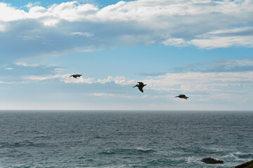 Pacific ocean and a cloudy sky with flock of birds flying over the water, California