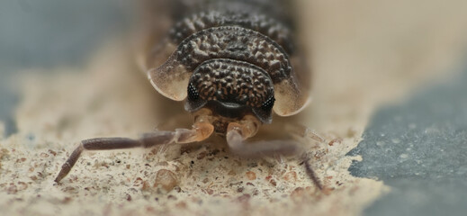 Common rough woodlouse