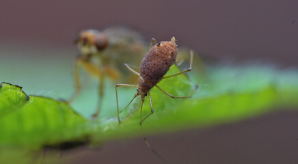 Aphid