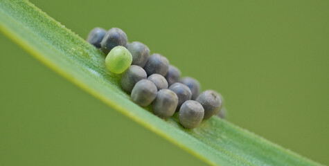Stink bug / shield bug unhatched