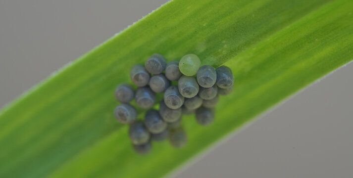 Stink bug / shield bug unhatched