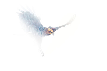 Flying bird of prey. Nature photograph created with double exposure technique. White background.