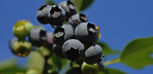 Close-up of blueberry varieties Patriot on the plant
