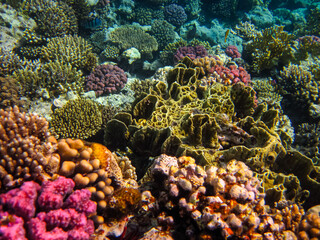 Fototapeta na wymiar Beautiful corals in the Red Sea reef