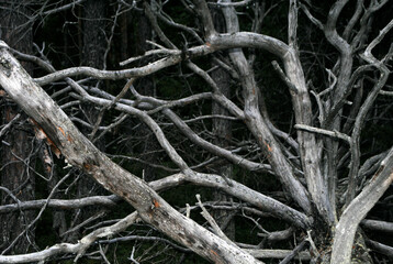 gray dry tree in forest
