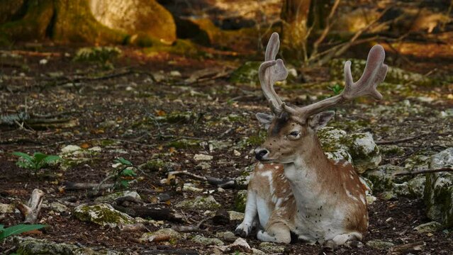 Fallow deer in natural environment. Male and female in the background. Deer Dama dama. Vision Park in Auberive region, France. Slow motion