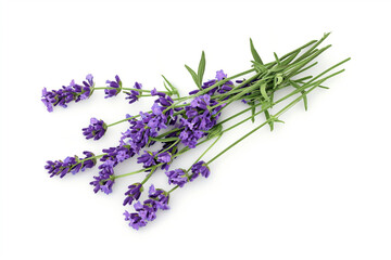 Fototapeta premium Lavender flowers closeup isolated on white background.