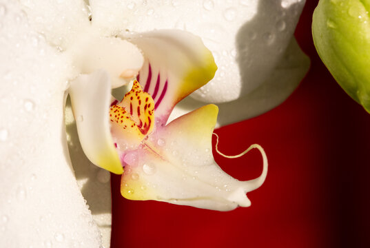 Gorgeous exotic white orchid. Perfect present for Vlentine ´s day. Beautiful white flower .