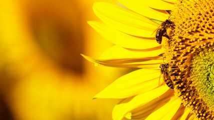 Honey bee collecting pollen at yellow flower. close up - obrazy, fototapety, plakaty