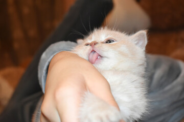 person with cat, the cat sticks out its tongue, the cat licks the hande