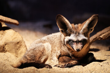 Portrait of foxy dog