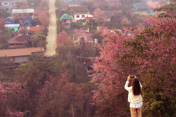 A young woman admires the cherry blossoms and uses her mobile phone to take photos of the cherry...
