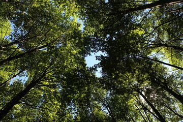 Trees and sky
