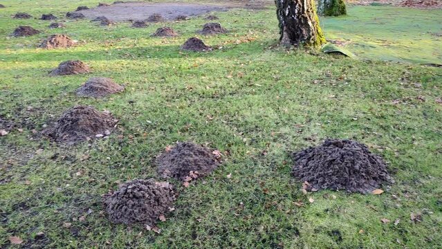 A lawned garden area with countless large molehills