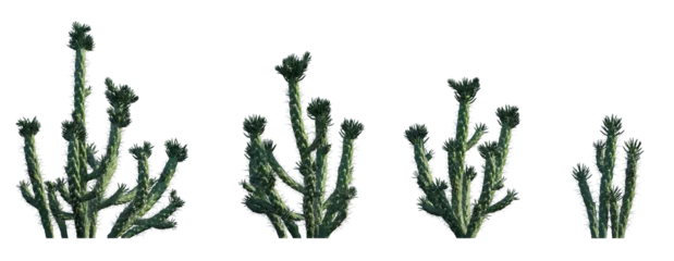 Crédence de cuisine en verre imprimé Cactus Austrocylindropuntia subulata eve's needle cactus opuntia pin set frontal isolated png on a transparent background perfectly cutout high resolution 
