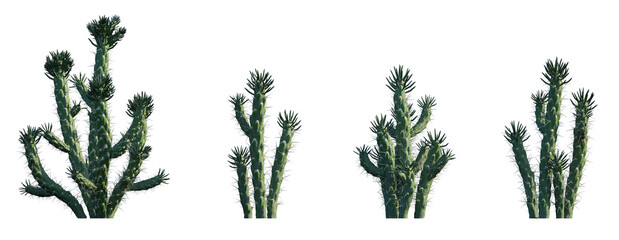 Austrocylindropuntia subulata eve's needle cactus opuntia pin set frontal isolated png on a transparent background perfectly cutout high resolution  - obrazy, fototapety, plakaty