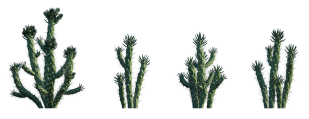 Austrocylindropuntia subulata eve's needle cactus opuntia pin set frontal isolated png on a transparent background premium cutout high resolution 