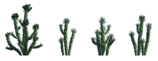 Fotobehang Austrocylindropuntia subulata eve's needle cactus opuntia pin set frontal isolated png on a transparent background perfectly cutout high resolution  © Roman
