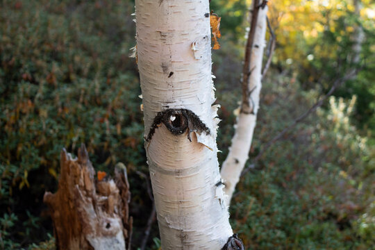 The trees have eyes