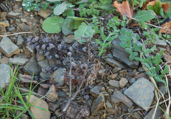 Bunches of dried out grapes on the floor