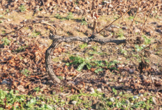 Vine trained in the single guyot method