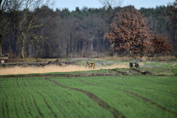 Eine wilde Herde Rehe und Rehböcke flüchtet über das freie grüne Feld