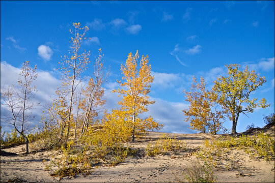 Photoshoot on the sand dune with yellow leaves and blue sky