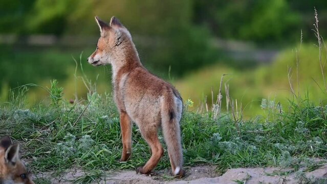 A cute young fox cubs in wild. Vulpes vulpes. Close up. Beautiful background.