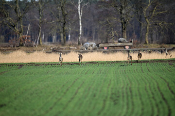 Eine wilde Herde Rehe und Rehböcke flüchtet über das freie grüne Feld im Herbst
