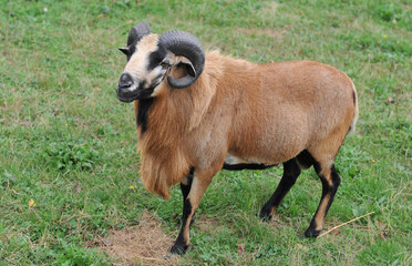  Handsome ram with horns and brown fur on the pasture