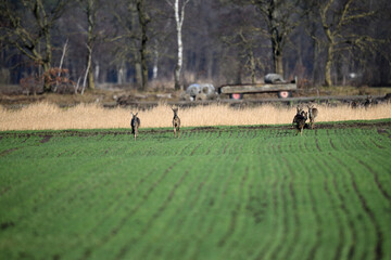 Eine Familie mit Rehen und Rehböcken flüchtet über das freie Acker Feld in Richtung Kamera