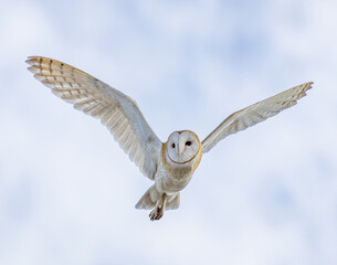 Owl in Flight