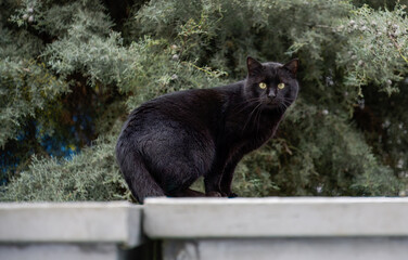 A black stray cat looking for dinner on garbage cans.