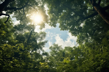 Obraz premium Looking up through the treetops to the sky