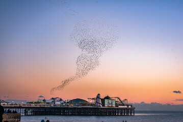 Murmuration around Brighton pier winter time as Starling bird return, East Sussex, UK - obrazy, fototapety, plakaty