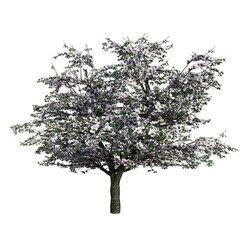 Blossoming apple tree with white flowers in spring. 3D illustration with isolated background. 