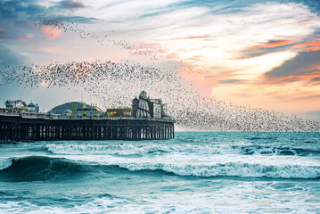 Murmuration around Brighton pier winter time as Starling bird return, East Sussex, UK - Powered by Adobe
