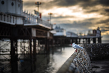 A Seagull on stone wall by the Brighton pier on a cloudy eveving, East Sussex, UK